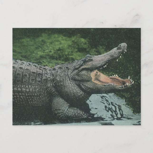 Vintage Krokodile Reptilien, Meerestierleben Postkarte (Vorderseite)