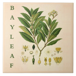 Vintage-Küchenkunst: Bay Leaf Krautpflanze Blumen Fliese