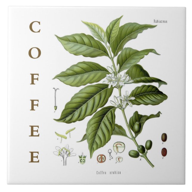 Vintage-Küchenkunst: Kaffeepflanze & Blumen Fliese (Vorderseite)