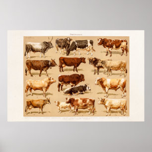 Vintage-Kuh-Kalb-Stier-Milchkühe-Landwirtschaft-Il Poster