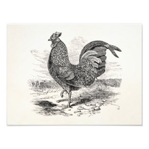 Vintage Kulm Fowl Hahn Huhn - Hühner Henne Fotodruck