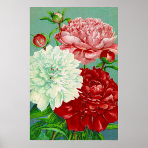 Vintage-Kunst alte florale Pfingstrosen Druck Poster