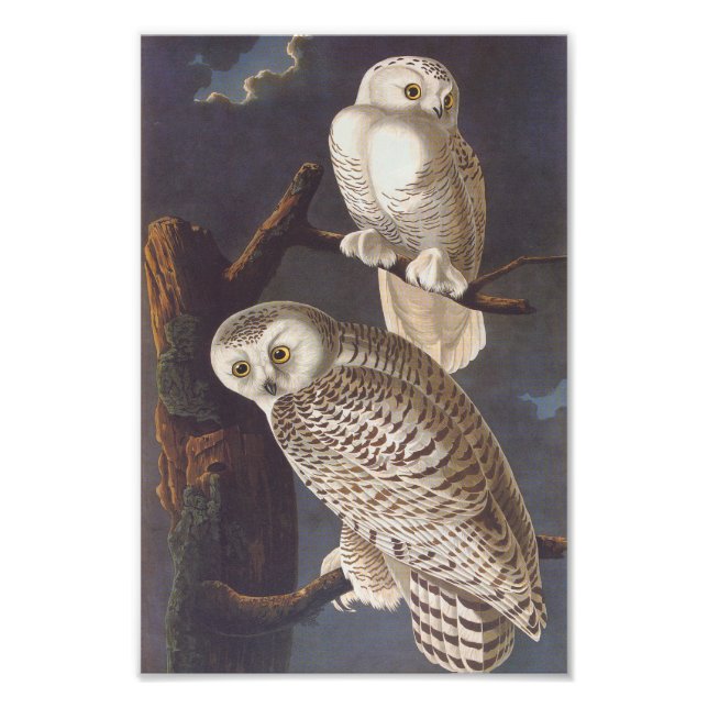 Vintage Kunst am Abend Audubon Fotodruck (Vorne)