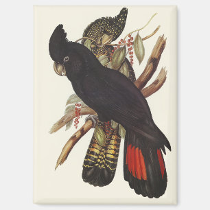 Vintage-Kunst des Rotschwanz-Raben kakadus von Joh Magnet
