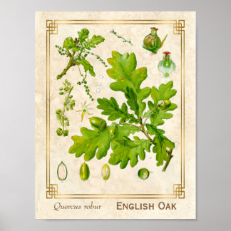 Vintage-Kunst Eichenblätter Botanische Illustratio Poster