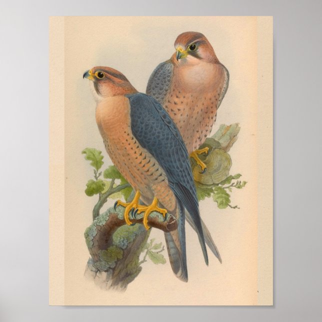 Vintage Kunst - Falcon Bird Poster (Vorne)