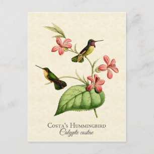 Vintage Kunst in Costa Hummingbird Postkarte