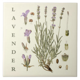 Vintage-Kunst: Lavendel-Pflanze und Blumen wissens Fliese
