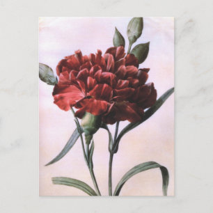 Vintage-Kunst-Rote-Nelken-Blumen-Postkarte Postkarte