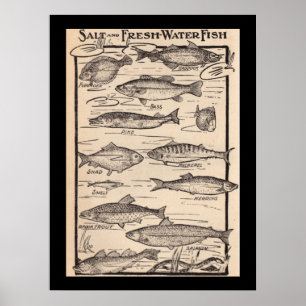 Vintage Kunst, Süßwasserfisch und Salzwasser Poster
