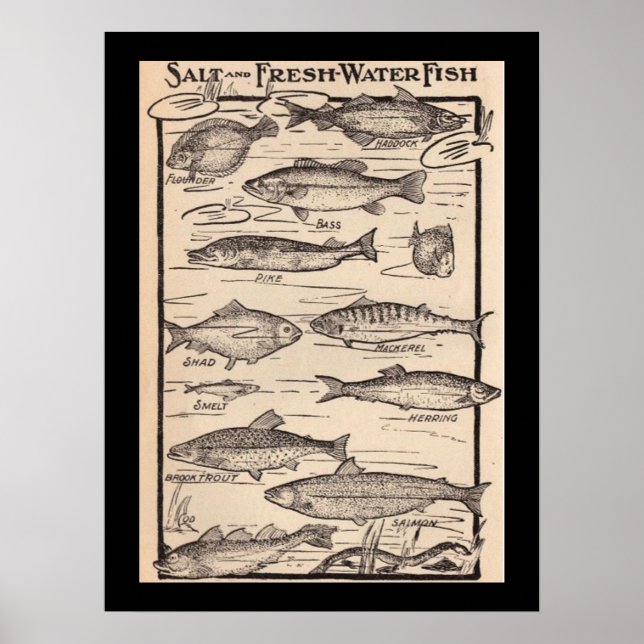 Vintage Kunst, Süßwasserfisch und Salzwasser Poster (Vorne)