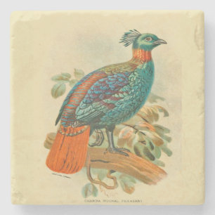 Vintage-Kunst Vögel Farbige Fasanen-Illustration Steinuntersetzer