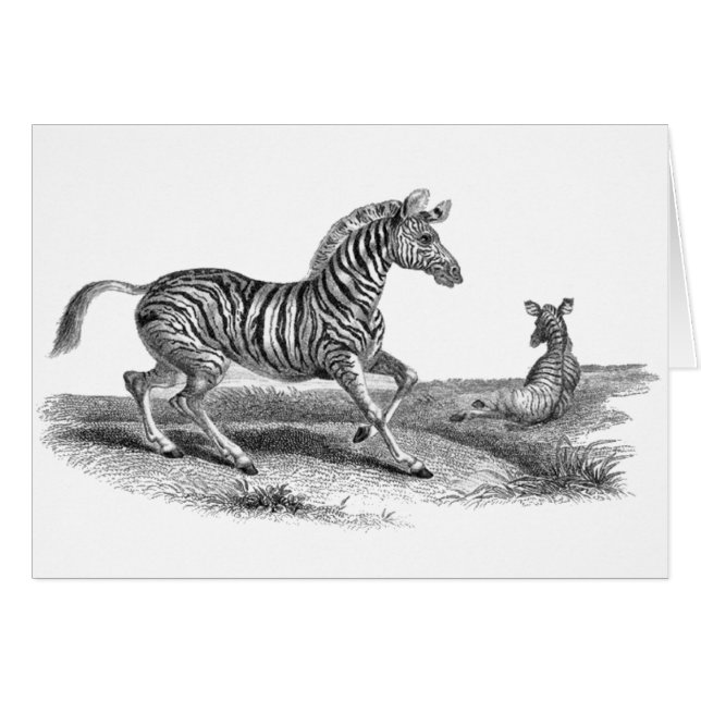 Vintage Kunst-Zebra-und Fohlen-Tier-Karte (Vorderseite (Horizontal))