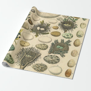 Vintage Kunstmalerei von Vogeleiern im Nest Naturg Geschenkpapier