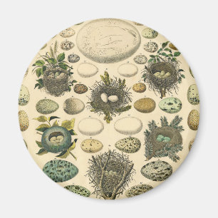 Vintage Kunstmalerei von Vogeleiern im Nest Naturg Magnet