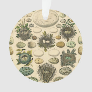 Vintage Kunstmalerei von Vogeleiern im Nest Naturg Ornament