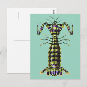 Vintage-Kunstposter Riesenheuschreckenkrebs Meeres Postkarte