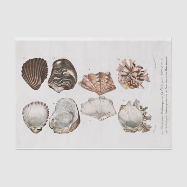 Vintage Küstenseashell Seidenpapier (Vorderseite)