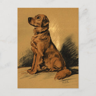 Vintage Labrador Postkarte