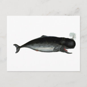 Vintage Lachender Wal Postkarte