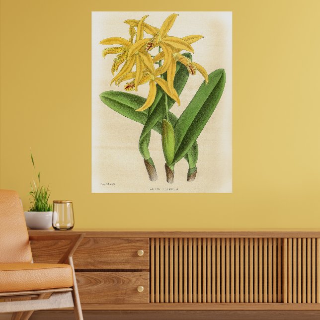 Vintage Laelia Flammea Orchid Blume Poster (Wohnzimmer 2)