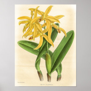 Vintage Laelia Flammea Orchideen-Blütenkunst Poster