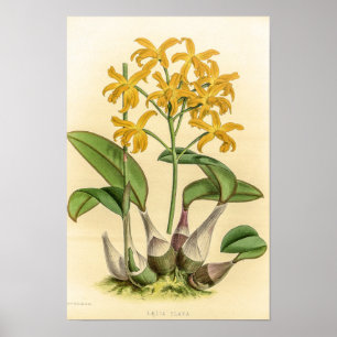 Vintage Laelia Flava Orchideenblüte Poster
