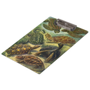 Vintage Landschildkröten und Meeresschildkröten vo Klemmbrett