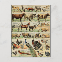 Vintage Landtiere Postkarte