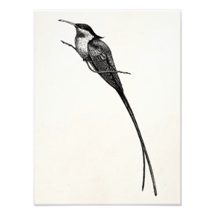 Vintage Langschwanz-Hummingbird-Illustration Fotodruck