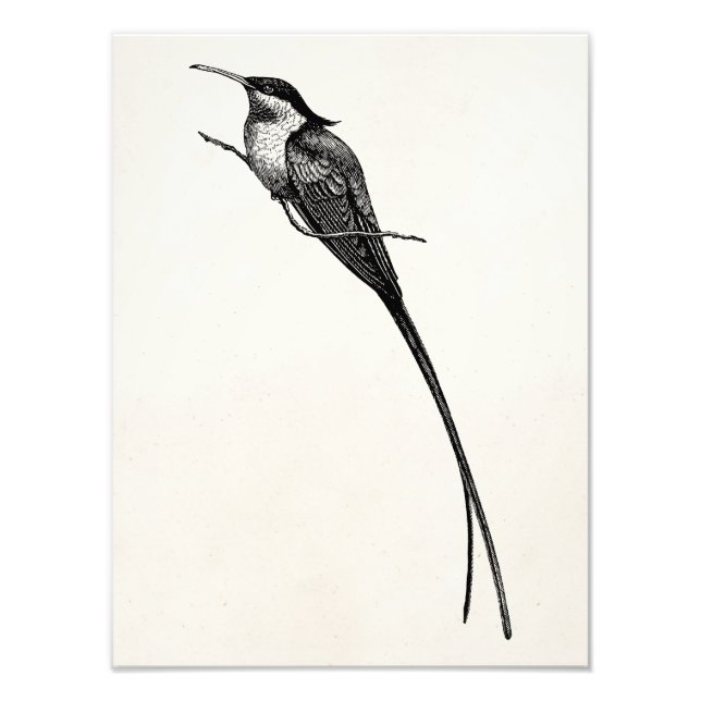 Vintage Langschwanz-Hummingbird-Illustration Fotodruck (Vorne)