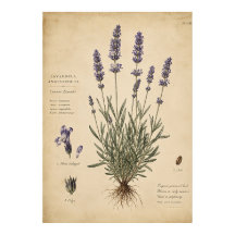 Vintage-Lavendel-Botanik-Kunstprint