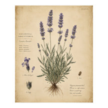 Vintage-Lavendel-Botanik-Kunstprint