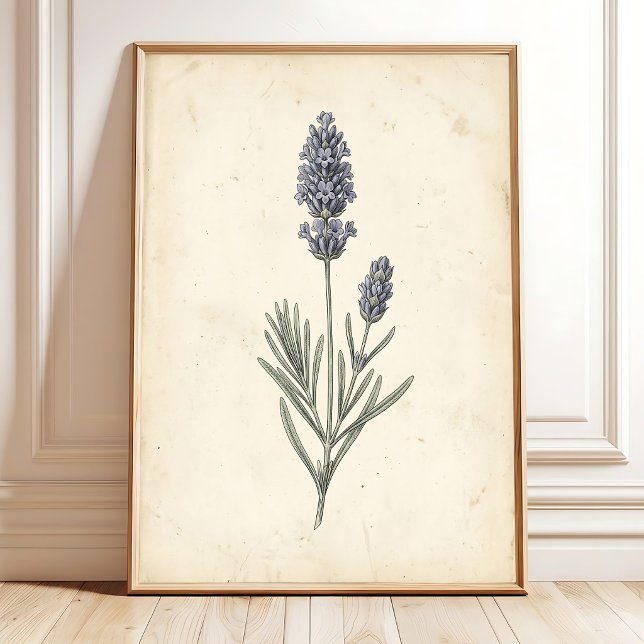Vintage-Lavendel-Botanik-Wandkunst Poster (Von Creator hochgeladen)