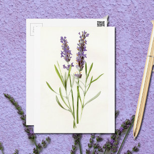 Vintage Lavendel Postkarte