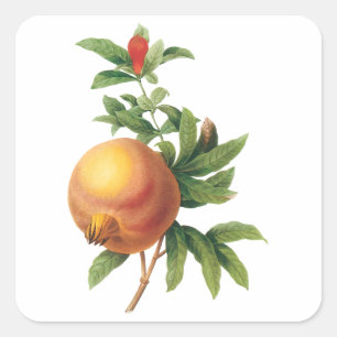 Vintage-Lebensmittel Frucht, Granatapfel von Redou Quadratischer Aufkleber