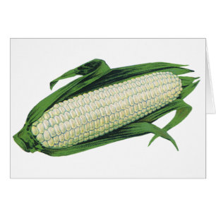 Vintage-Lebensmittel-Gemüse Weiße Maiskolben