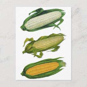 Vintage Lebensmittel gesunde Gemüse, frischer Mais Postkarte