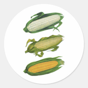 Vintage Lebensmittel gesunde Gemüse, frischer Mais Runder Aufkleber