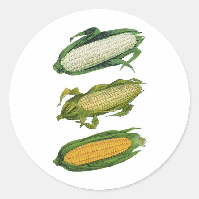 Vintage Lebensmittel gesunde Gemüse, frischer Mais Runder Aufkleber (Vorderseite)