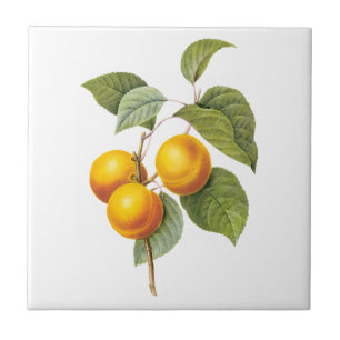 Vintage-Lebensmittel Obst, Aprikose Pfirsich von R Fliese