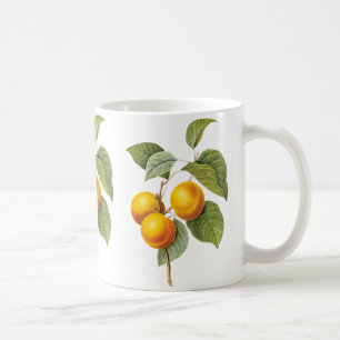 Vintage-Lebensmittel Obst, Aprikose Pfirsich von R Tasse