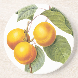 Vintage-Lebensmittel Obst, Aprikose Pfirsich von R Untersetzer