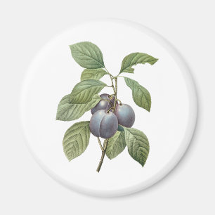 Vintage-Lebensmittel Obst, lila Gartenpflaumen von Magnet