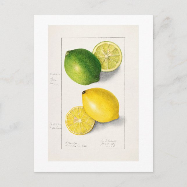 VINTAGE "LEMONS" AMANDA ALMIRA NEWTON 1908 POSTKARTE (Vorderseite)