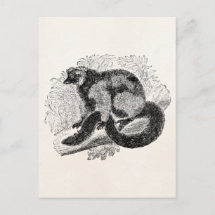 Vintage Lemur 1800er Jahre Lemuren Illustration Vo Postkarte