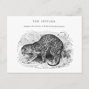 Vintage Leopardendarstellung Postkarte