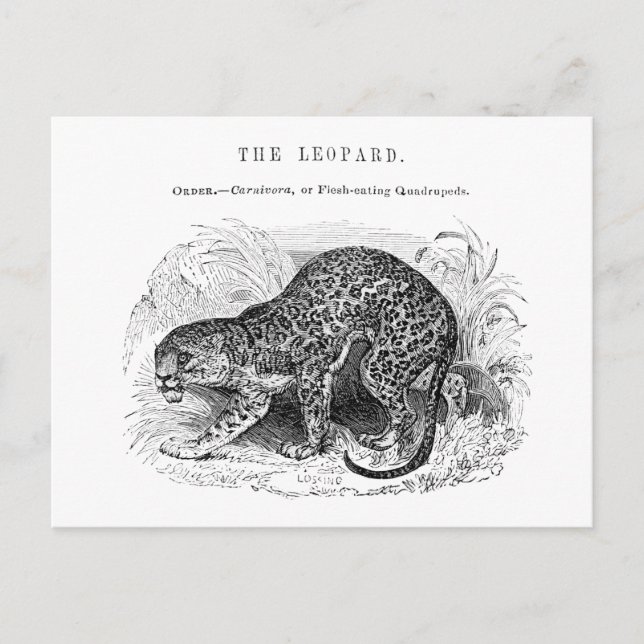 Vintage Leopardendarstellung Postkarte (Vorderseite)