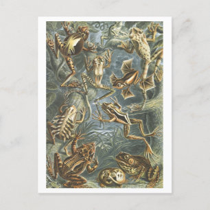 Vintage Lesefrösche Postkarte