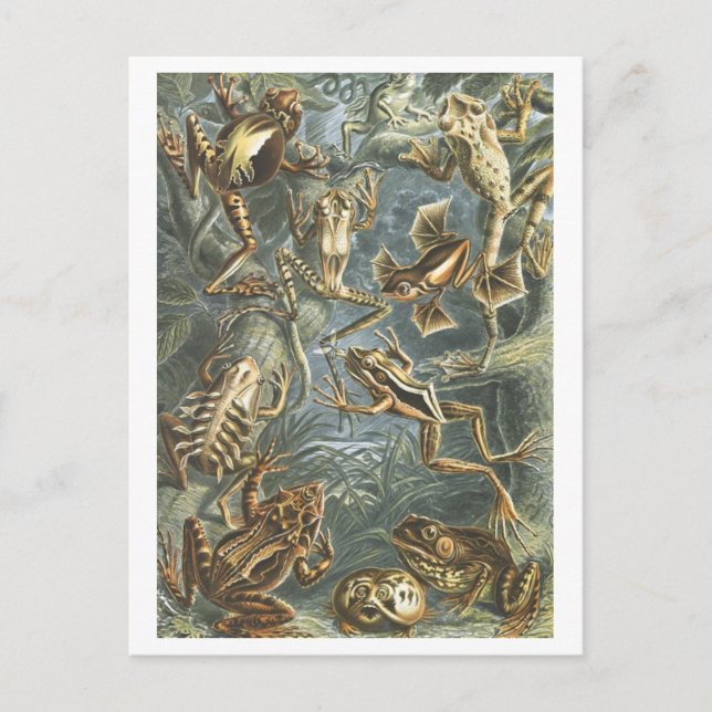 Vintage Lesefrösche Postkarte (Vorderseite)